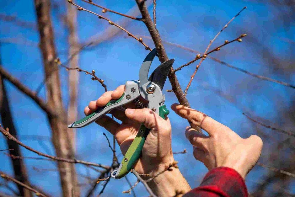 deadwood pruning