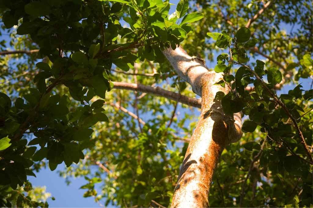 tree pruning