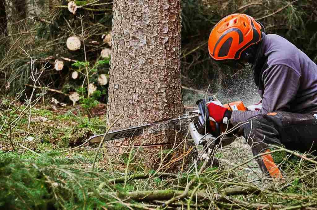 tree removal