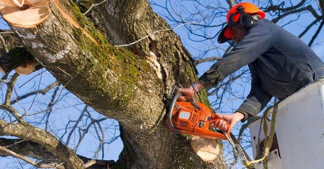 Is Stump Removal Included In Tree Removal Services?