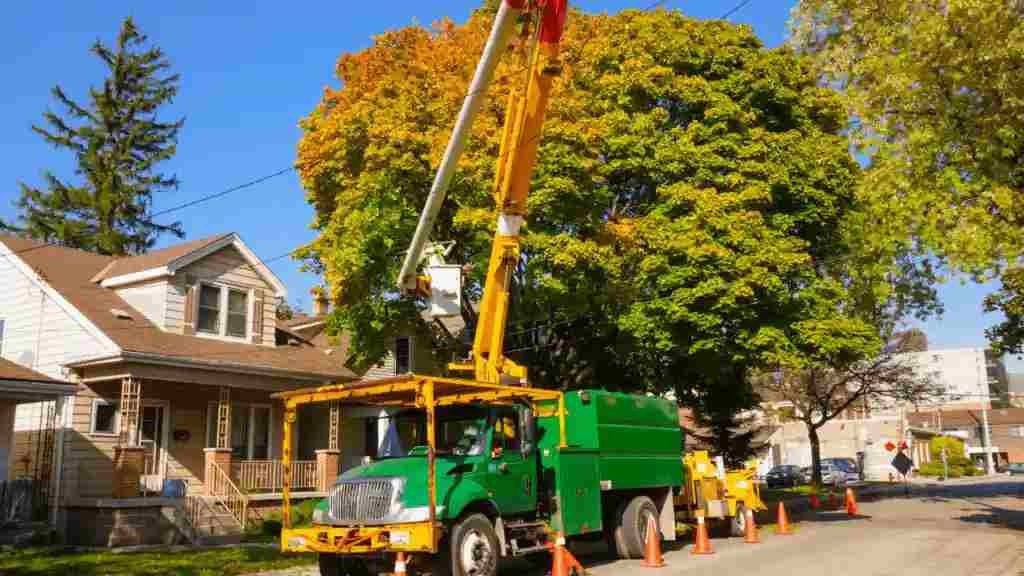 tree removal service