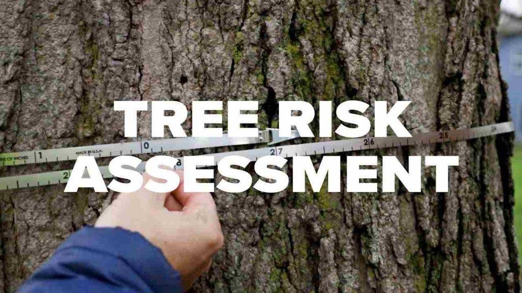 tree risk assessment