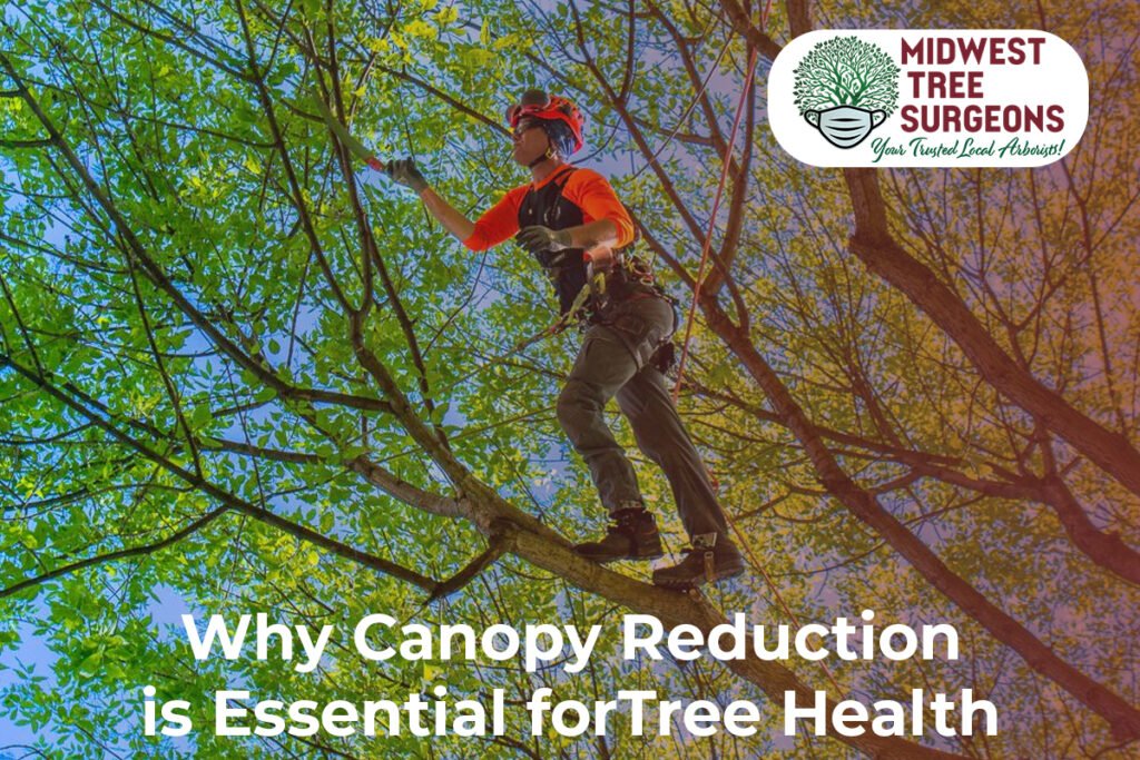 Canopy Reduction