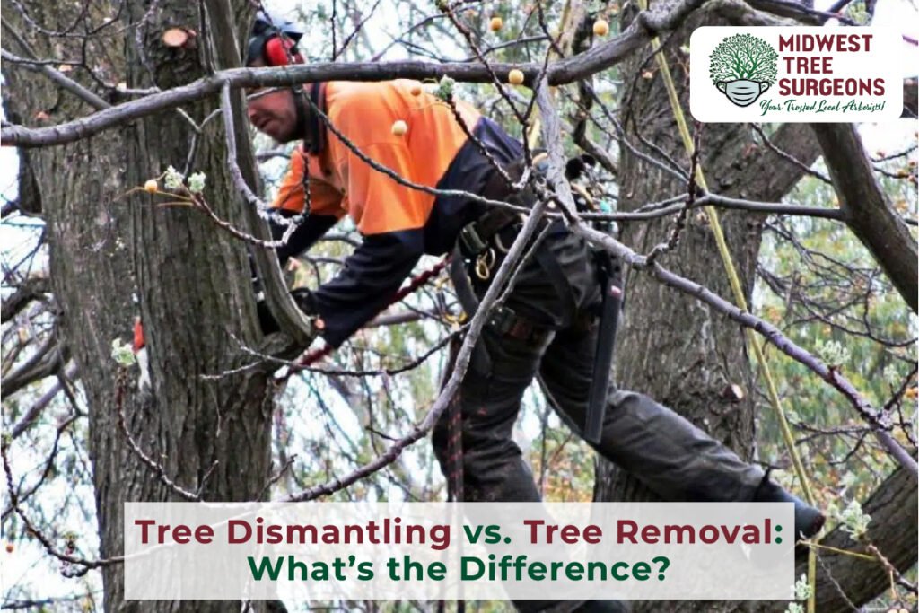 Tree Dismantling